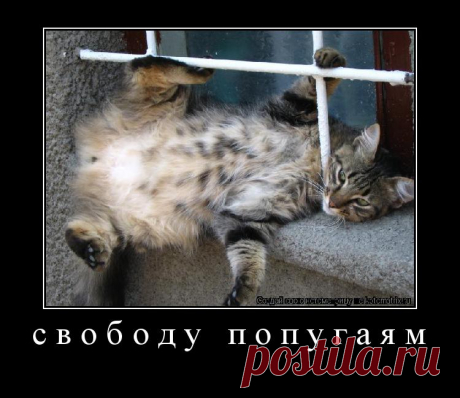 Последняя котоматрица в мае