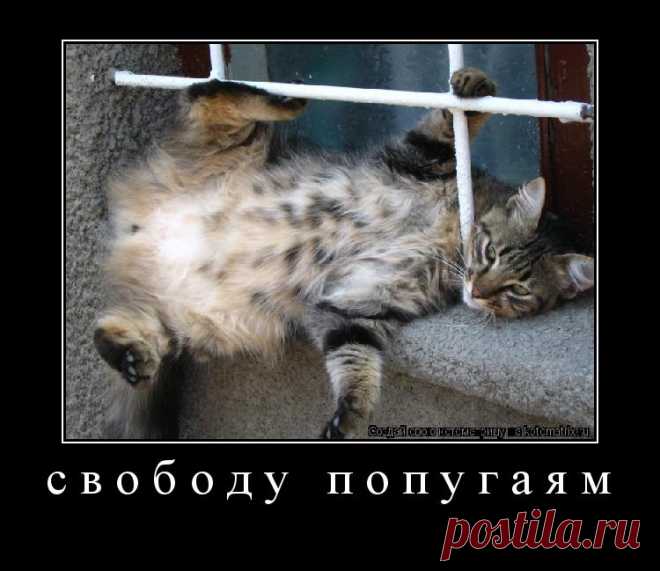 Последняя котоматрица в мае