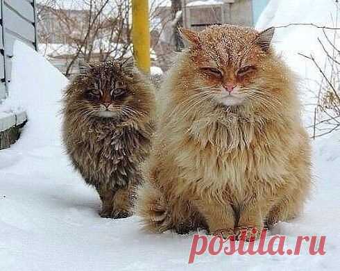 Мой Мир@Mail.Ru