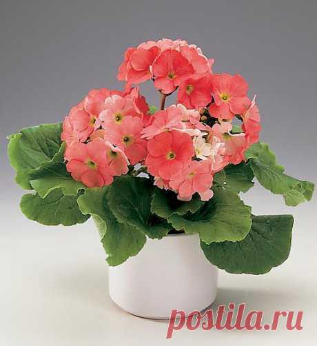 Примула Primula