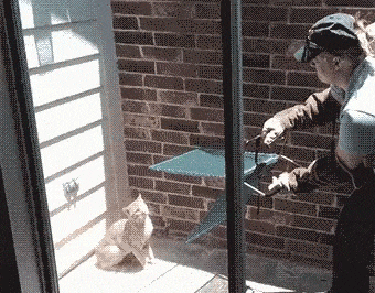 Интересно - 50 GIF-доказательств, что коты — чертовски весёлые ребята