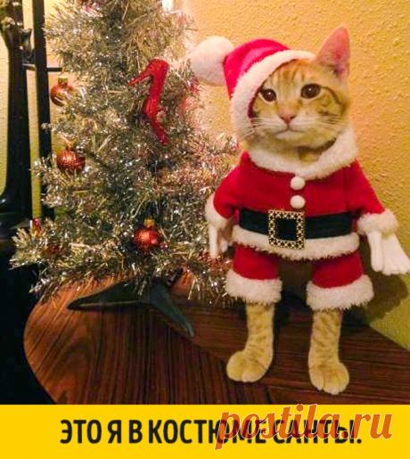 15 животных, которые ждут Нового года, совсем как мы