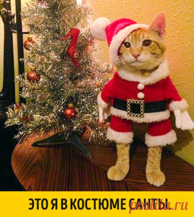 15 животных, которые ждут Нового года, совсем как мы