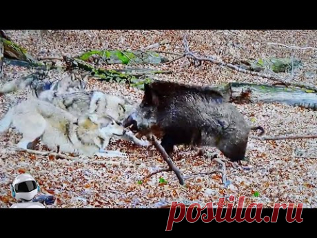 Дикий Кабан в Деле / Кабан... / Видео: Животные