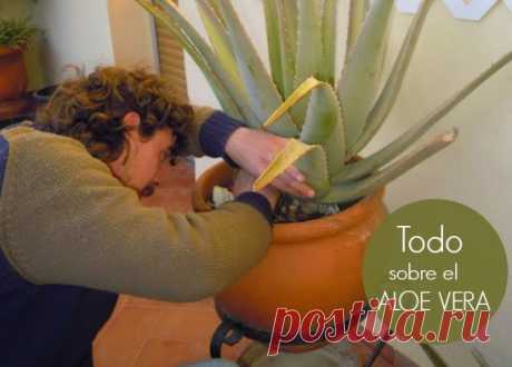 Aloe Vera todo lo que hay que saber - enrHedando