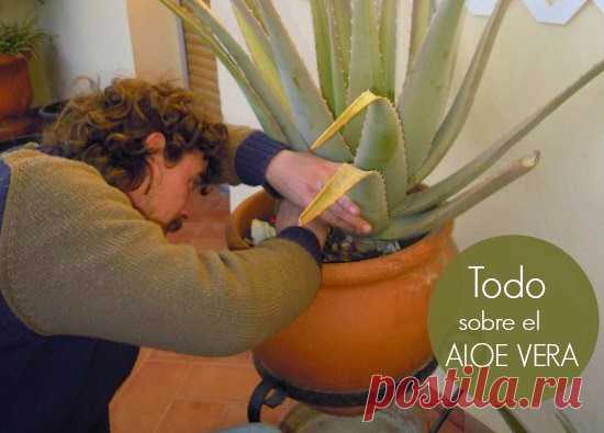 Aloe Vera todo lo que hay que saber - enrHedando