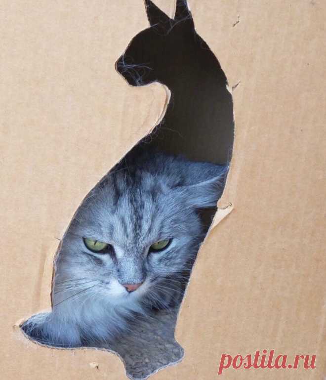 Смешные кото-фотки: видит око👁, смеётся рот😸 | Мой обожаемый кот | Яндекс Дзен