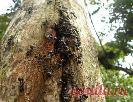 Защита дерева от муравьев. Копеечный способ Сами по себе муравьи не наносят как такового вреда дереву, но они являются разносчиками тли. Тля, в свою очередь, повреждает листья дерева, почки и бутоны, в результате листья скручиваются, умирают, а почки вовсе отпадают...