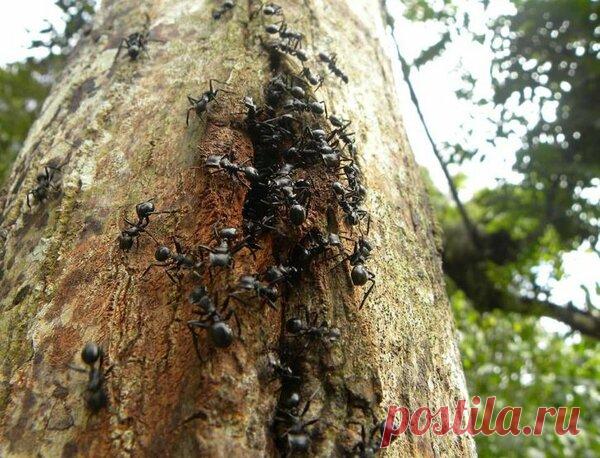 Защита дерева от муравьев. Копеечный способ Сами по себе муравьи не наносят как такового вреда дереву, но они являются разносчиками тли. Тля, в свою очередь, повреждает листья дерева, почки и бутоны, в результате листья скручиваются, умирают, а почки вовсе отпадают...