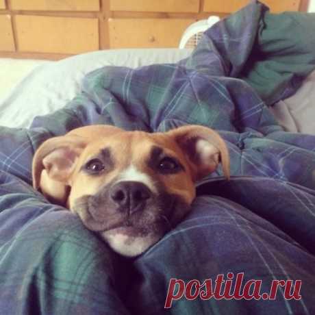 Как начинается утро владельцев домашних животных