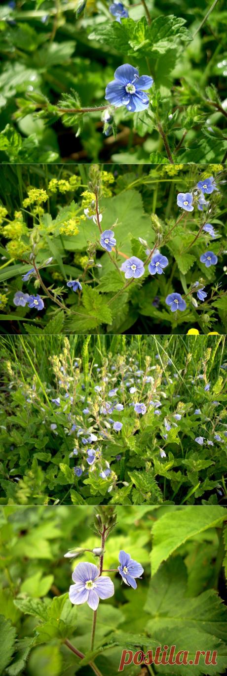 Лесные и полевые растения в саду: вероника дубравная.Наверняка эти маленькие цветочки пронзительно синего цвета знакомы многим: вероника дубравная — очень распространенное растение, которое встречается на лесных опушках, на лугах, растет и в придорожной пыли, и в траве под деревьями и кустами.