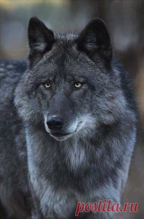 (1) Pinterest