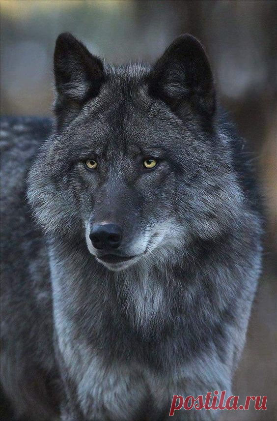(1) Pinterest