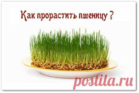 Пророщенная пшеница - как приготовить - Здоровье