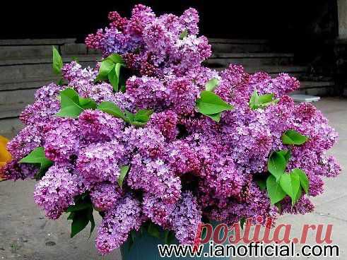 Одноклассники