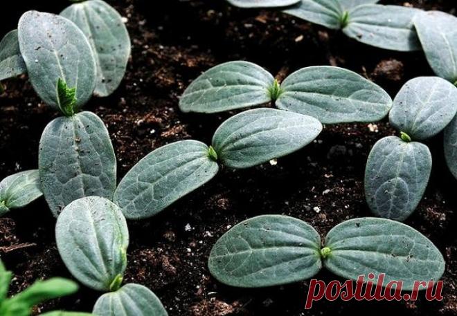 Рецепт от всех болезней огурцов Этот рецепт спасет ваши огурцы от всех болезней! Рецепт хотя и очень простой, однако невероятно эффективный.
Нужно всего лишь сделать вот что:
После появления всходов в фазе 3-4 листочков огурцы нужно обработать следующим составом:
в ведро воды добавить 30 капель йода, 20 г хозяйственного мыла и