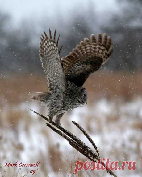 (1) Mark Cresswell - Photos of The Owl Pages