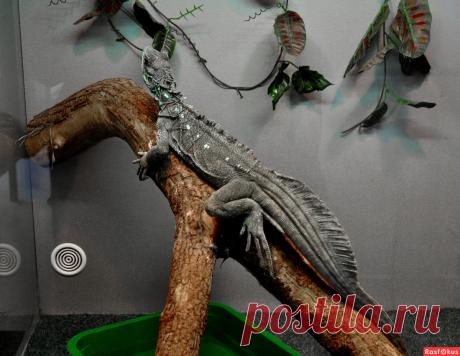 Фото: Это что ещё?. Николай Попов. Фото животных - Фото и фотограф на Расфокусе.