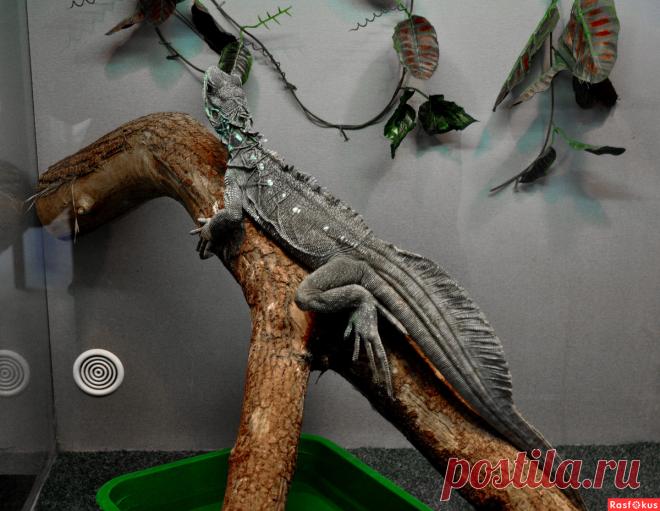 Фото: Это что ещё?. Николай Попов. Фото животных - Фото и фотограф на Расфокусе.