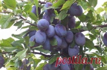 Новые темы в сообществе садоводов от 30 января