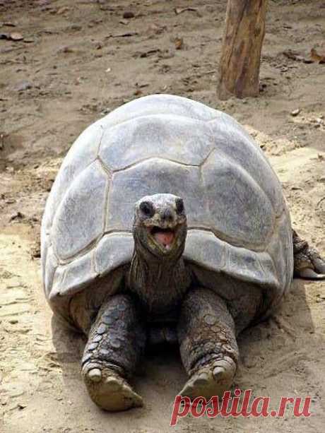 It's the weekend. Smile. #happytortoise