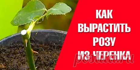 КАК ВЫРАСТИТЬ РОЗУ ИЗ ЧЕРЕНКА | Полезные советы