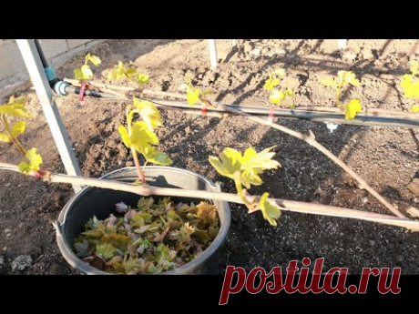 Формировка виноградного куста. Обломка, нормировка куста побегами.