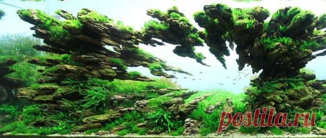 Лучшие примеры подводного ландшафтного дизайна «Aquascaping» | Промышленный дизайн | Дизайн