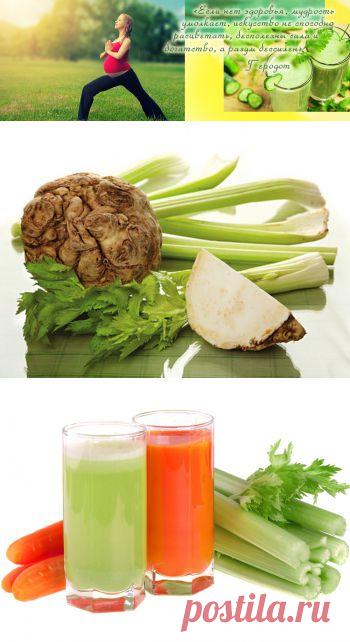 Лечебные свойства сельдерея