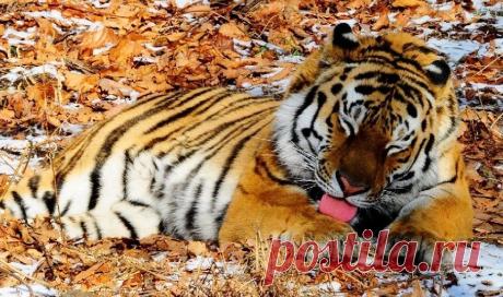 В ООН высоко оценили российский опыт в сохранении амурских тигров на Дальнем Востоке | В мире