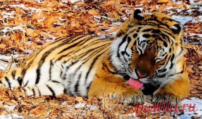 В ООН высоко оценили российский опыт в сохранении амурских тигров на Дальнем Востоке | В мире