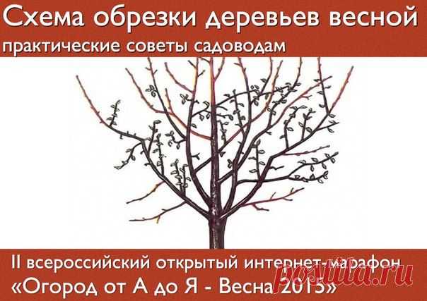 Схема обрезки деревьев весной.