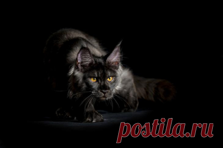 Разносчицы удачи - 45 фотографий загадочных чёрных кошек