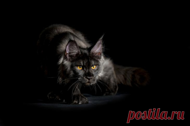 Разносчицы удачи - 45 фотографий загадочных чёрных кошек
