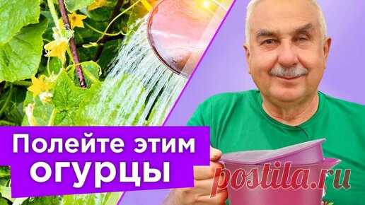 Даже хилые огурцы вмиг пойдут в рост и не будут болеть, если полить их простым натуральным средством | Procvetok | Дзен