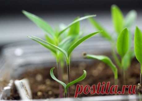 РАСЧЕТ СРОКОВ ПОСЕВА СЕМЯН ОВОЩНЫХ КУЛЬТУР НА РАССАДУ Начало февраля. Огородники начинают готовиться к посеву семян на рассаду. Опытные, с многолетним стажем выращивания овощных культур, огородники без труда определят дату высева семян на рассаду, пользуясь своими наблюдениями и расчетами. Гораздо сложнее определить эту дату начинающим огородникам. Для