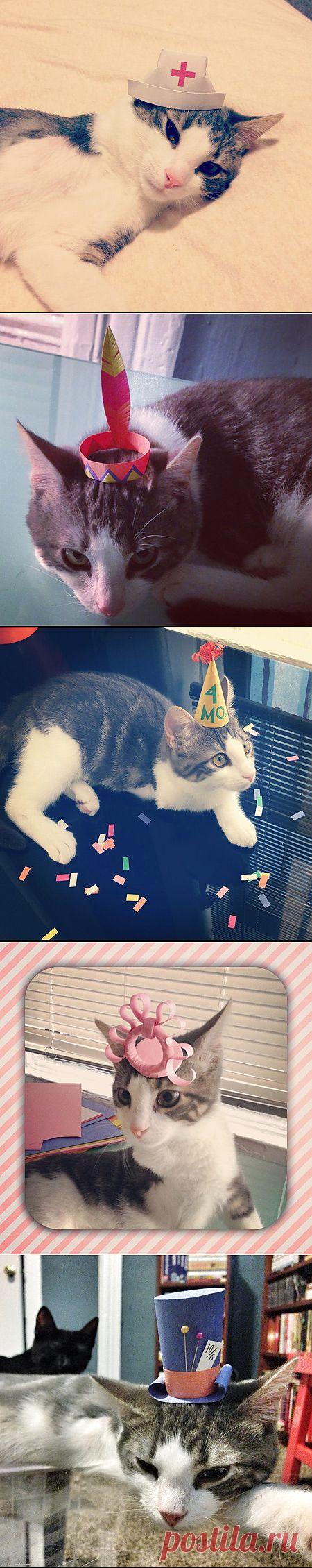 (+1) - Трехлапый котенок Безумного Шляпника (ФОТО) | САМЫЙ СОК!