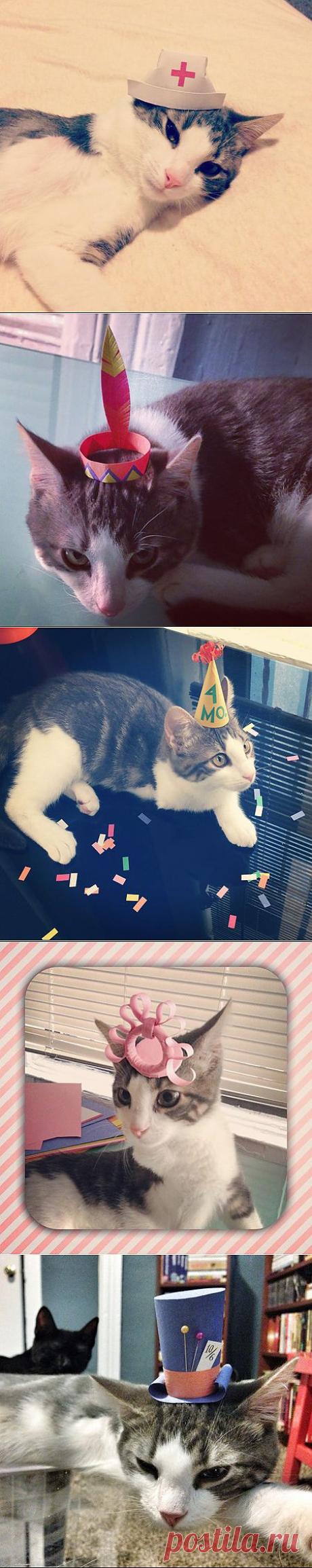 (+1) - Трехлапый котенок Безумного Шляпника (ФОТО) | САМЫЙ СОК!