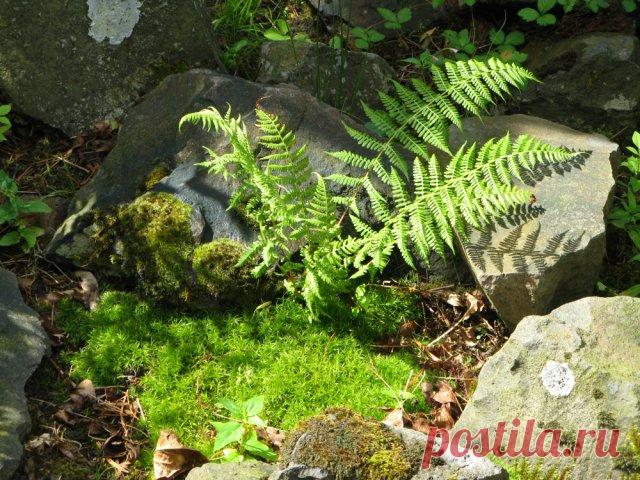 Камни на участке – 10 идей для вашего сада | Идеи дизайна (Огород.ru)