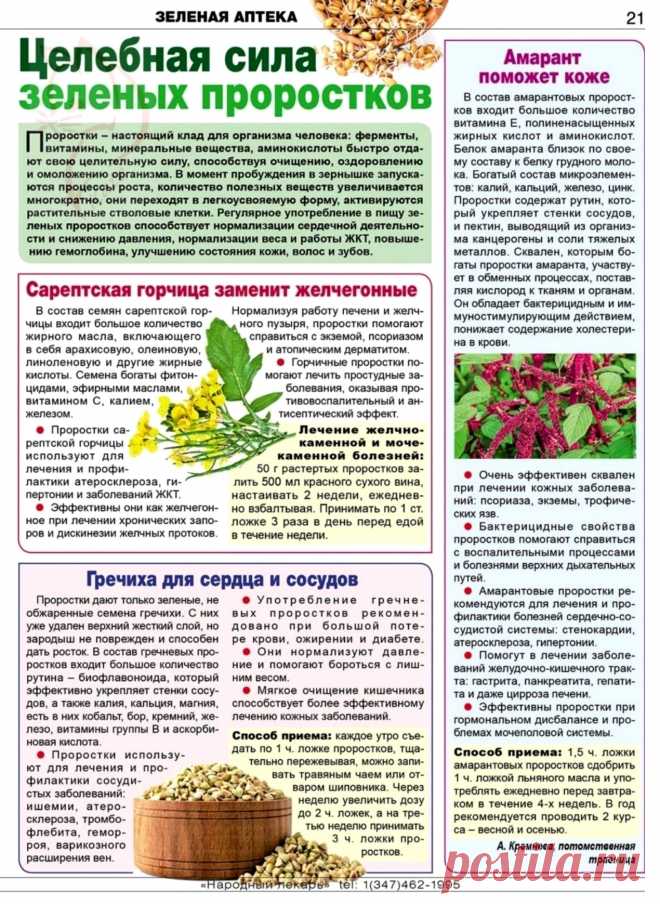 Целебная сила зеленых проростков