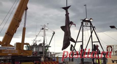 Редкую гигантскую акулу случайно поймали в Австралии