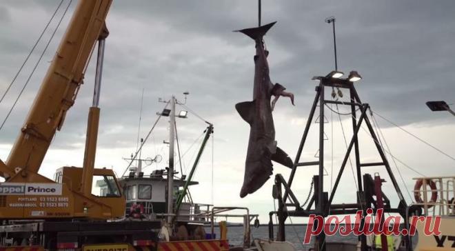 Редкую гигантскую акулу случайно поймали в Австралии