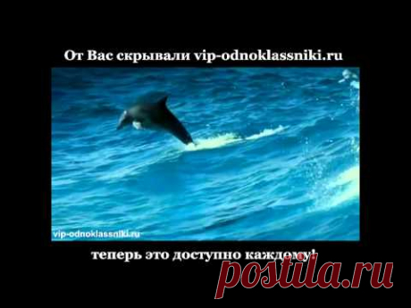 (1) Одноклассники. Океан и дельфины. Релакс!
