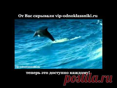 (1) Одноклассники. Океан и дельфины. Релакс!