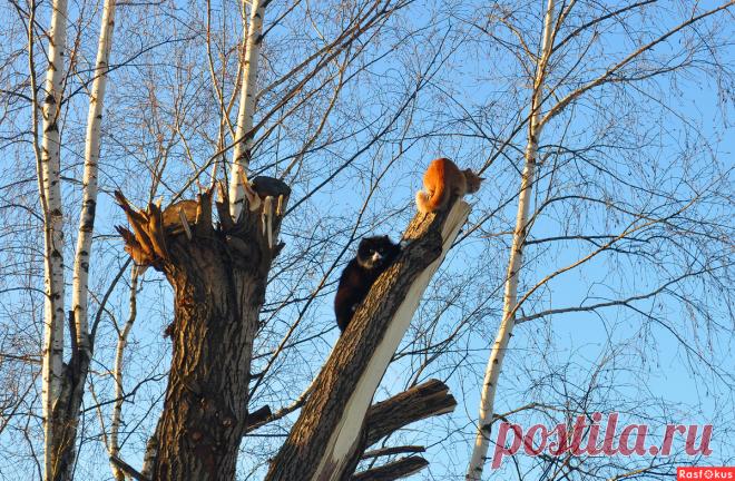 Фото: Чёрный рыжего загнал!. Николай Попов. Фото животных - Фото и фотограф на Расфокусе.