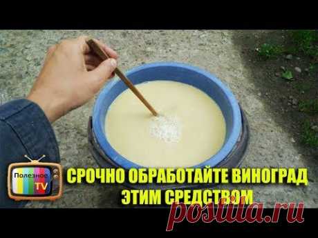 СРОЧНО ОБРАБОТАЙТЕ ВИНОГРАД ЭТИМ СРЕДСТВОМ И БОЛЕЗНЕЙ НЕ БУДЕТ