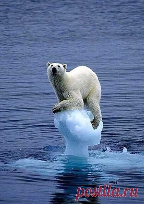 Animal life – Google+