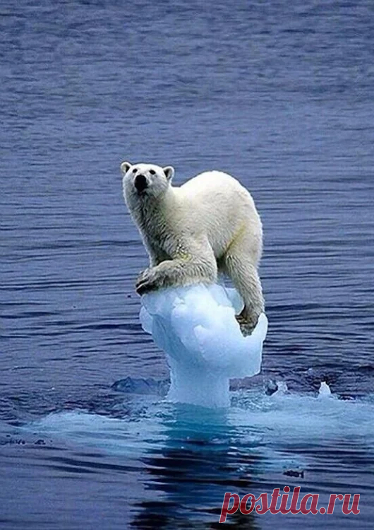 Animal life – Google+