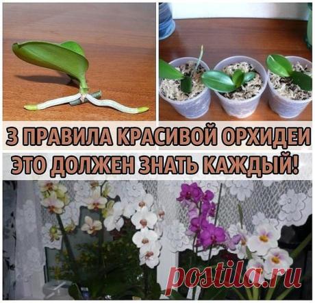 3 ПРАВИЛА КРАСИВОЙ ОРХИДЕИ. ЭТО ДОЛЖЕН ЗНАТЬ КАЖДЫЙ! 

Сохраните, чтобы не потерять! 
Не затягивайте с пересадкой 
Пересаживают орхидеи один раз в два-три года, по окончании цветения или в конце периода покоя. Но часто это приходится делать сразу после покупки. 
Дело в том, что перед продажей орхидеи пересаживают в более влагоемкий субстрат, чем им требуется. 

Это позволяет растениям перенести транспортировку, но может вызвать загнивание корней. В этом случае с пересадкой...