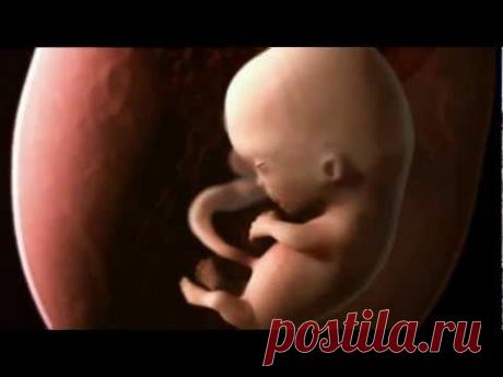 Как происходит зачатие и развитие ребёнка